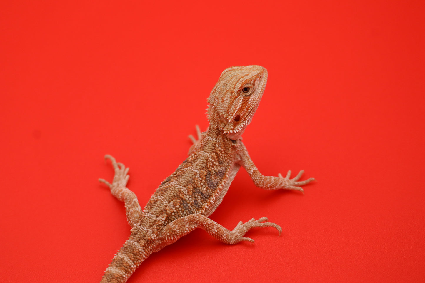 Citrus Baby Bearded Dragon