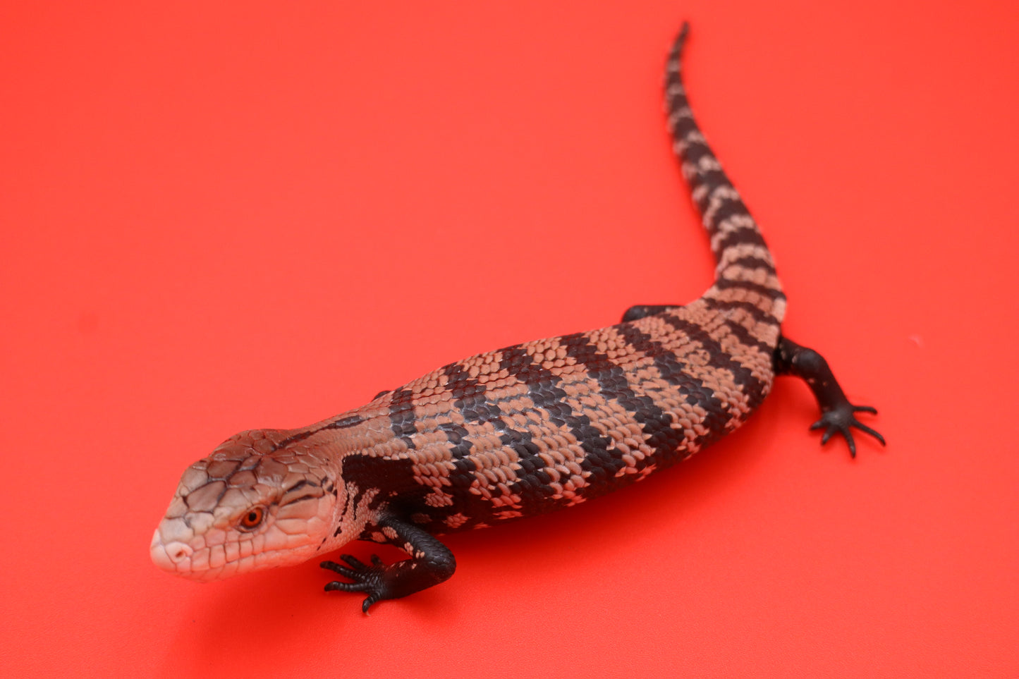 Baby Blue Tongue Skink