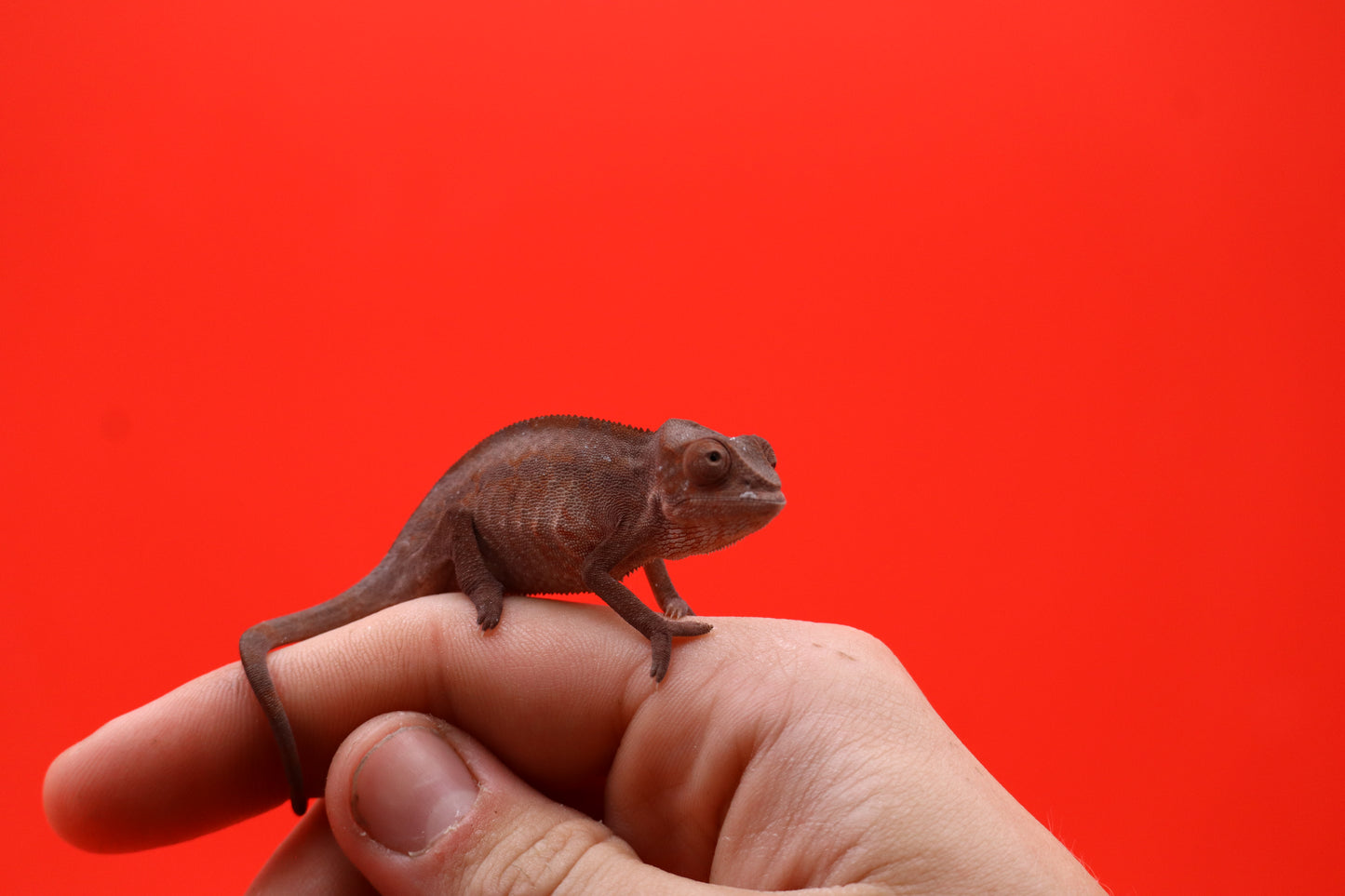 Baby Ambilobe Panther Chameleons (Male)