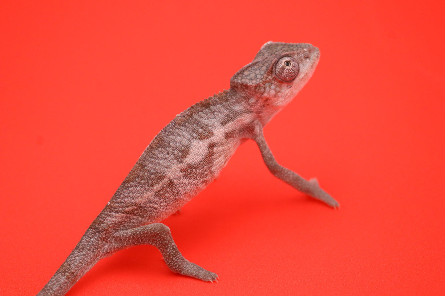 Baby Ambilobe Panther Chameleons (Male)