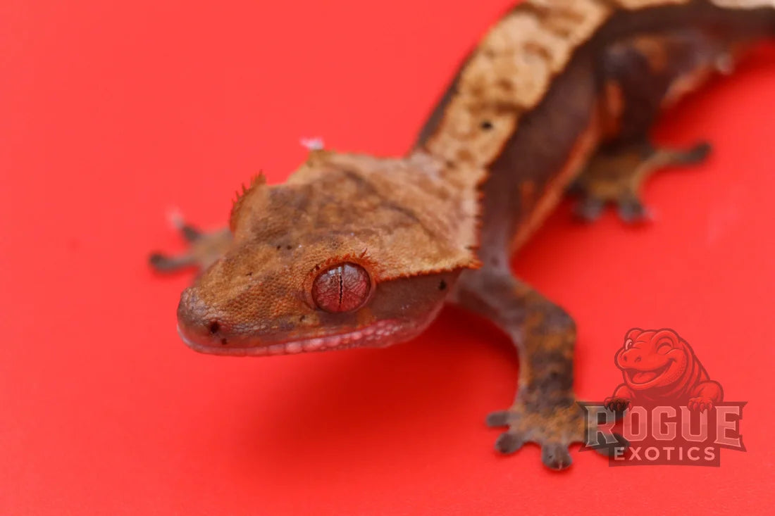 Crested Gecko Reptile