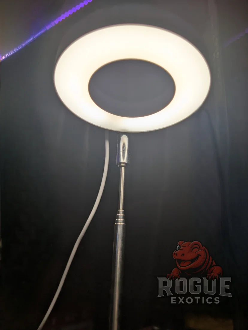 Enclosure Lighting with Base