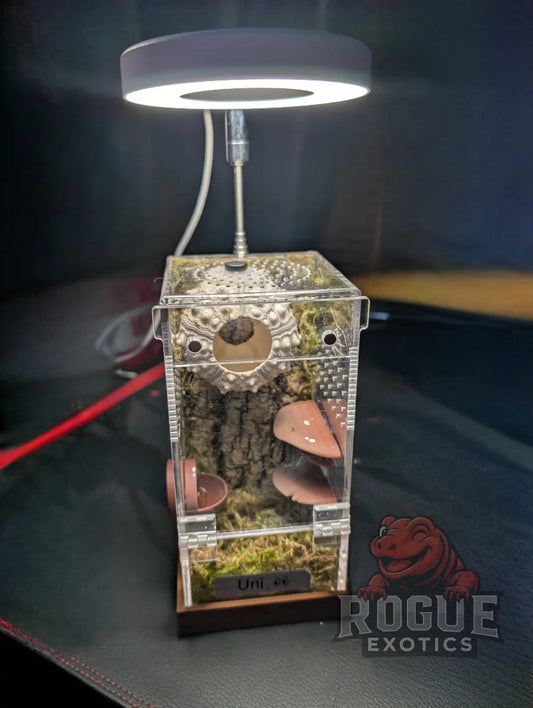 Enclosure Lighting with Base
