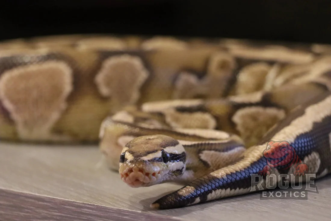Fire Yellow Belly Ball Python