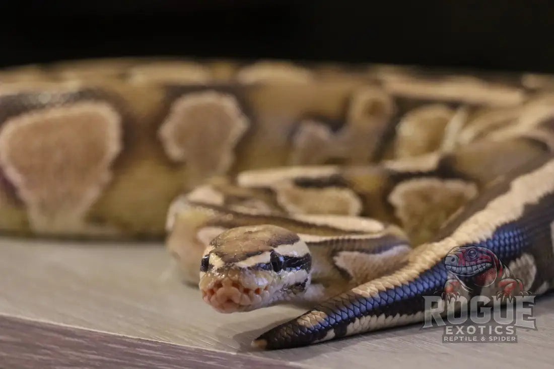 Fire Yellow Belly Ball Python