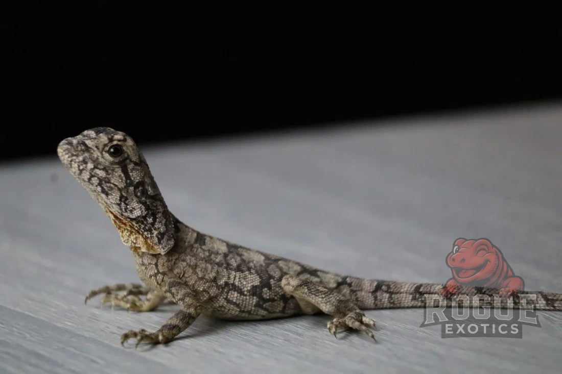 Frilled Dragon Reptile