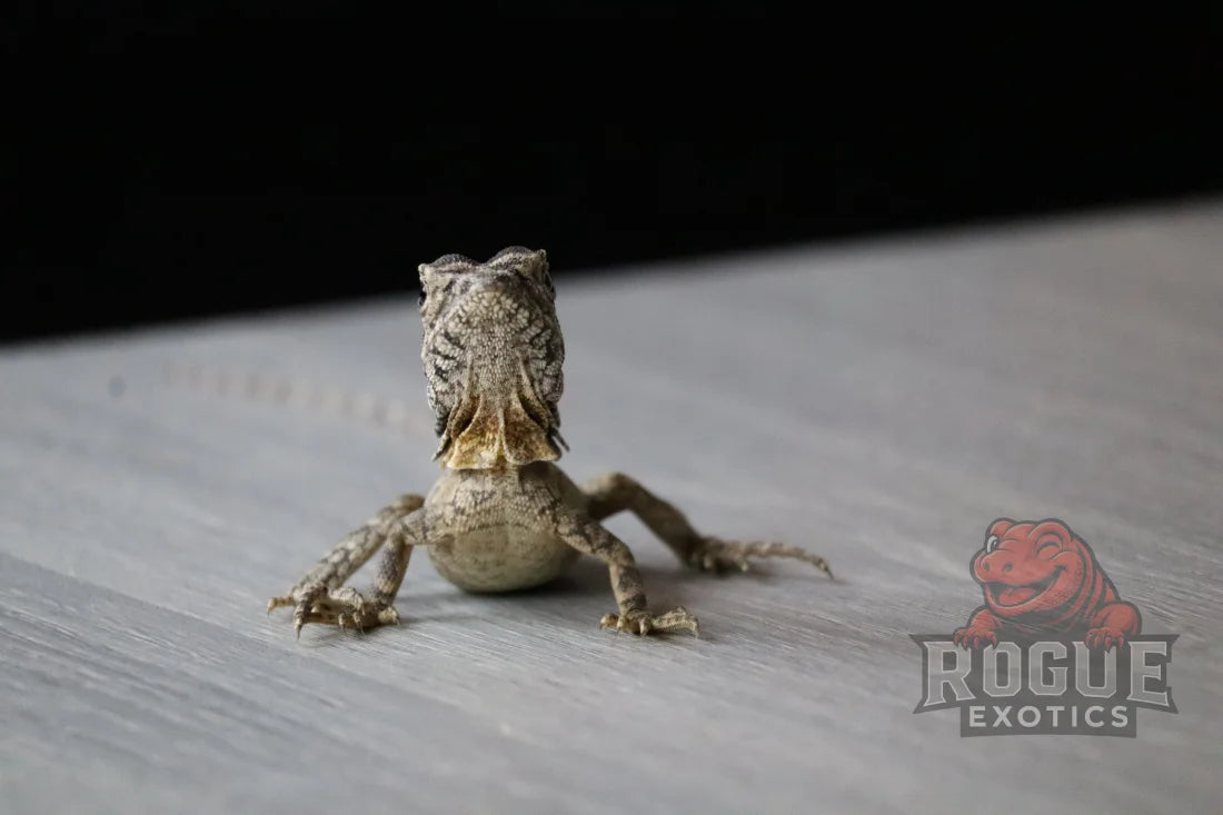 Frilled Dragon Reptile