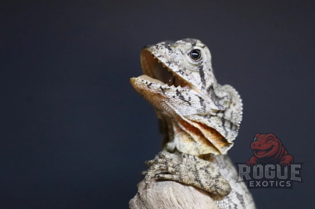 Frilled Dragon Reptile