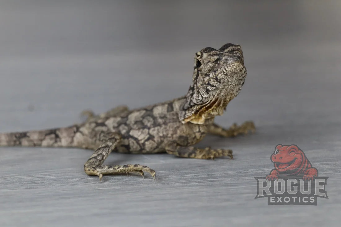 Frilled Dragon Reptile