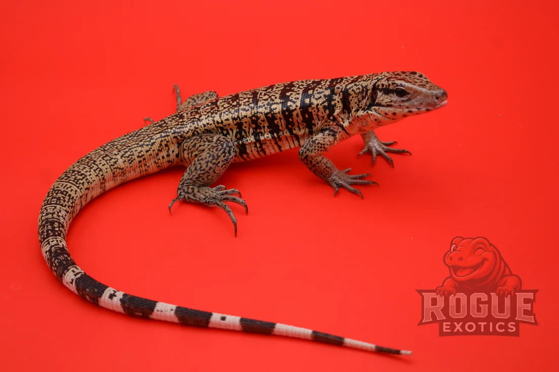 Golden Tegu (2 Years) Reptile