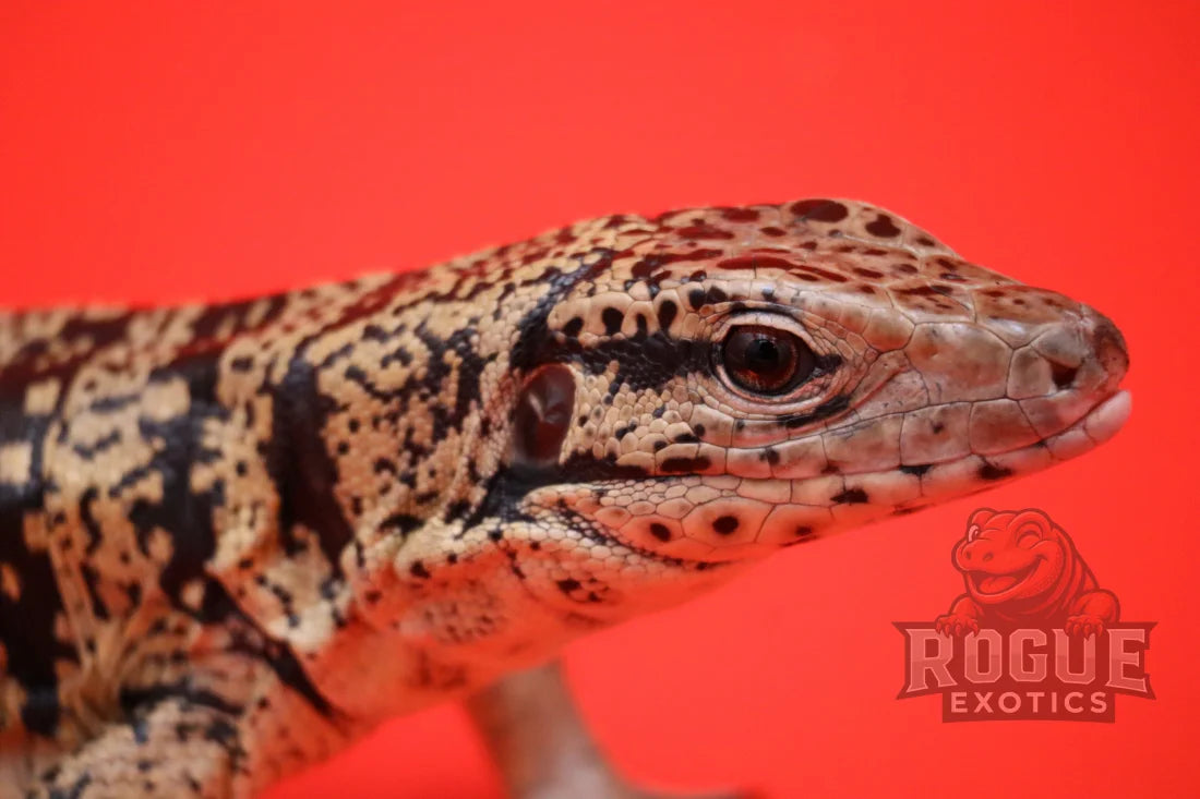 Golden Tegu (2 Years) Reptile