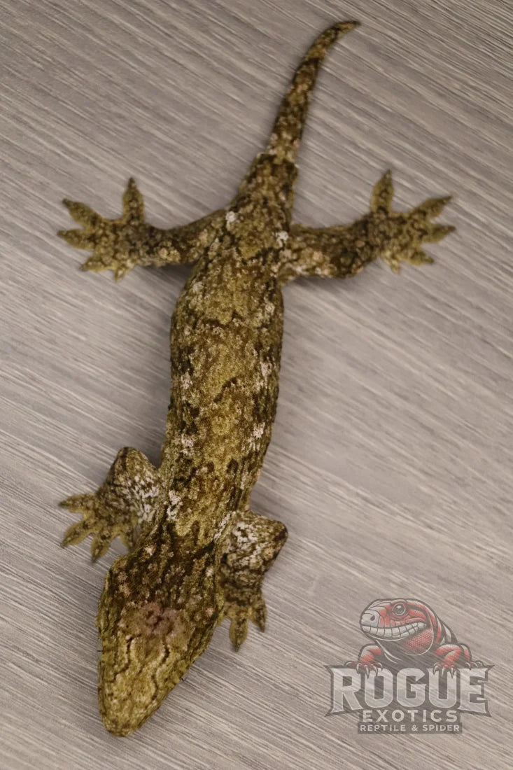 Leachianus Gecko