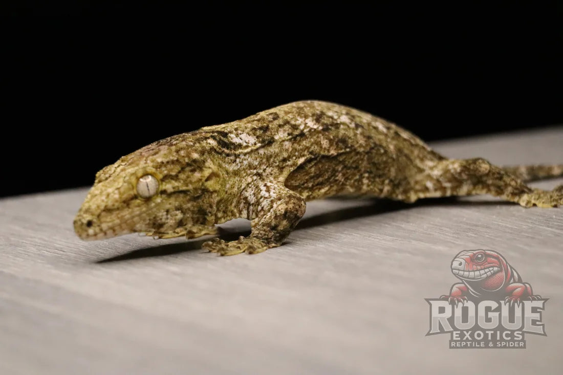 Leachianus Gecko