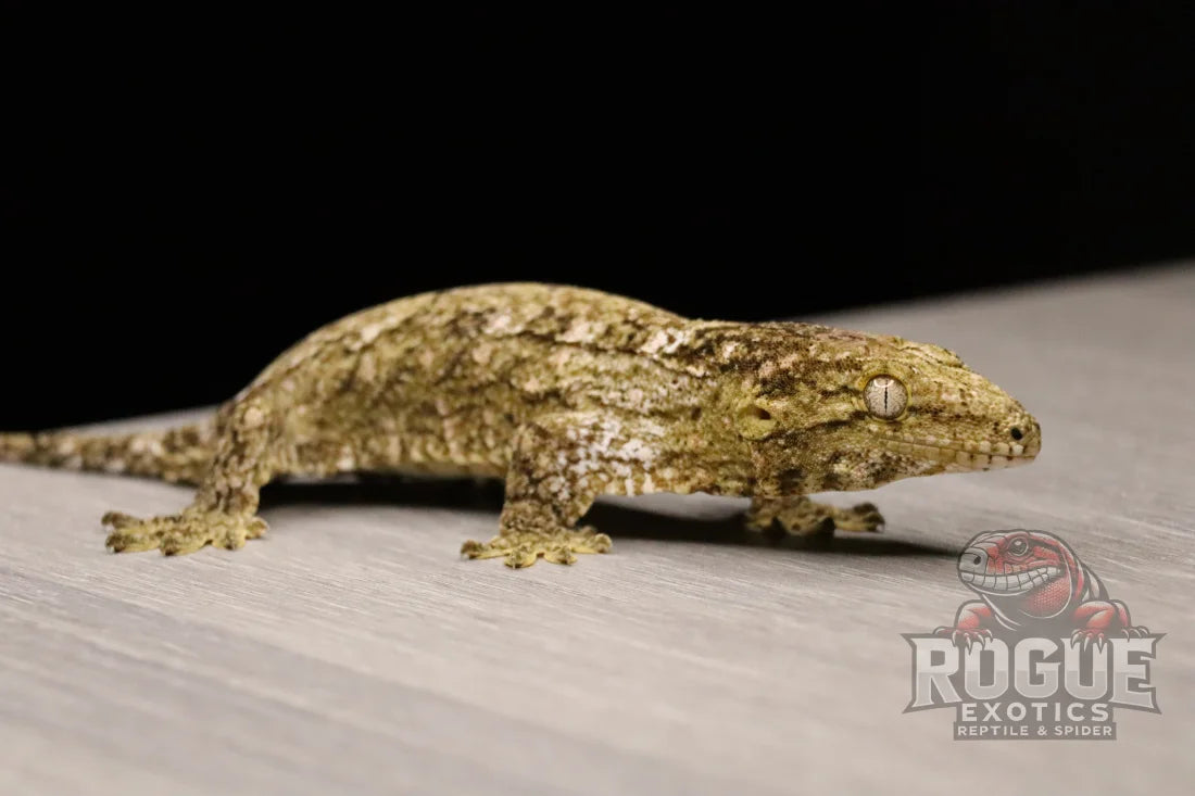 Leachianus Gecko