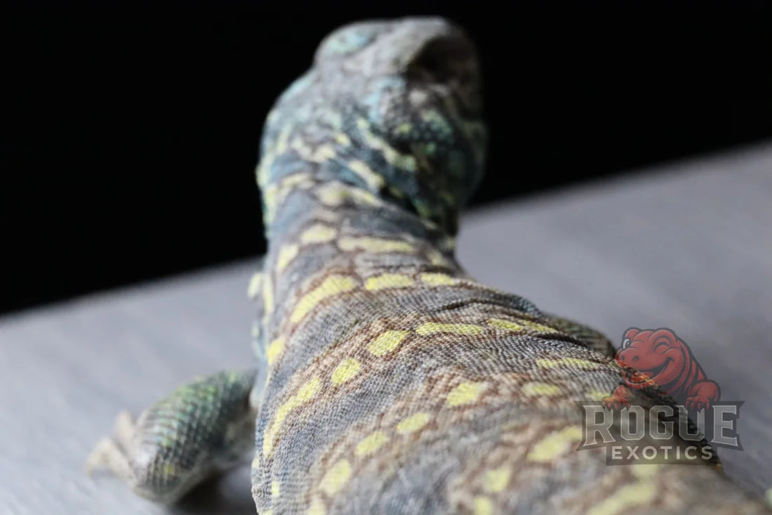 Male Ornate Uromastyx Reptile