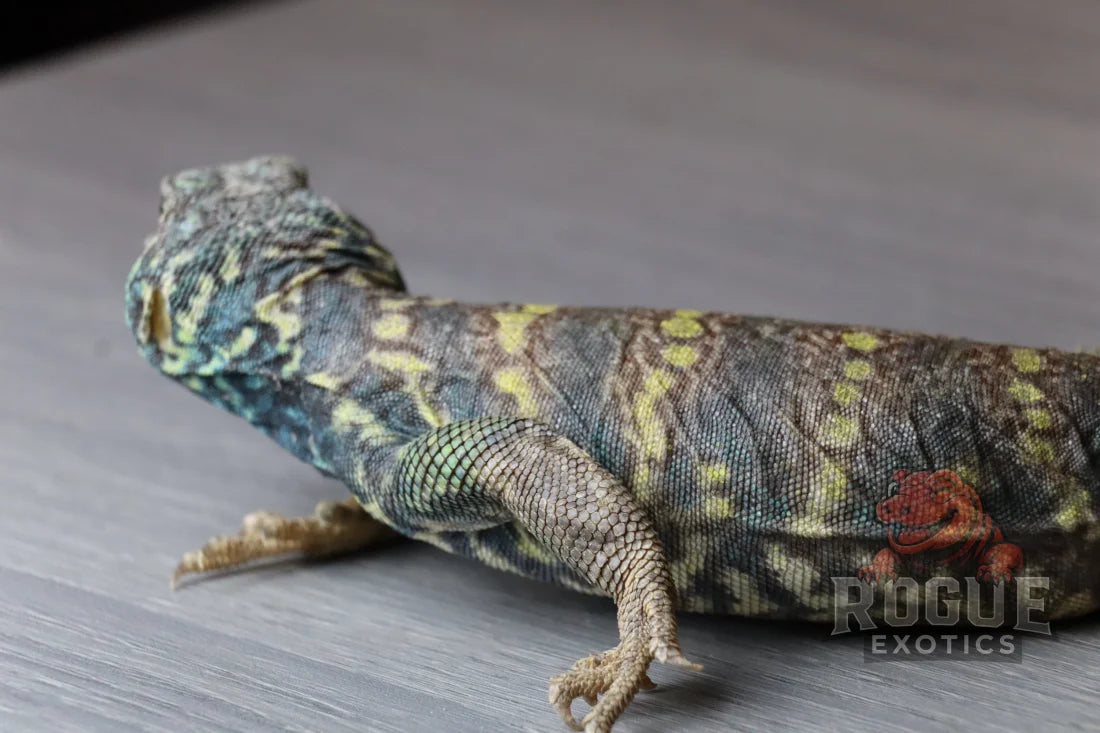 Male Ornate Uromastyx Reptile