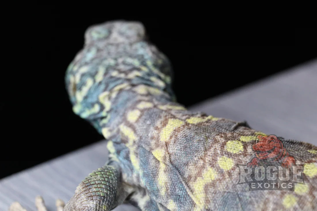 Male Ornate Uromastyx Reptile