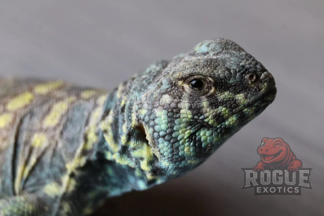 Male Ornate Uromastyx Reptile