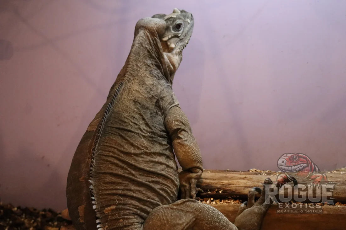 Male Rhino Iguana Reptile