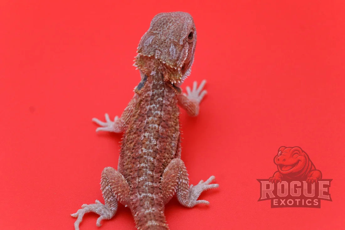 Red Blast Bearded Dragon Reptile