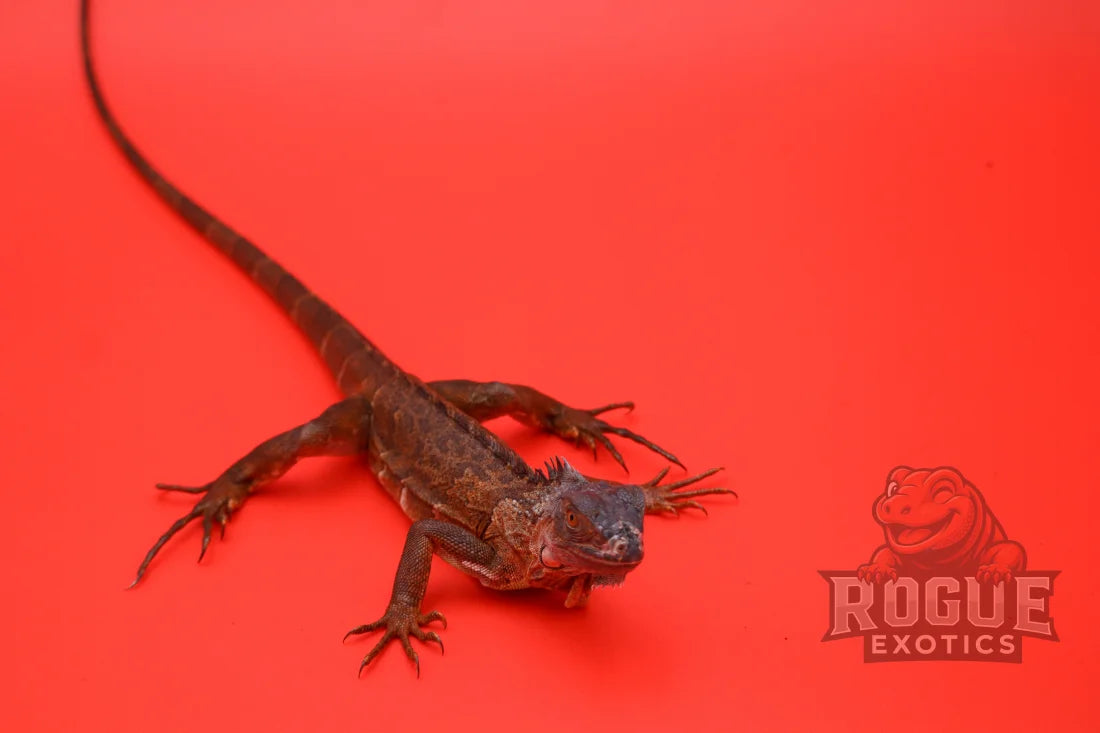 Red Iguana Reptile