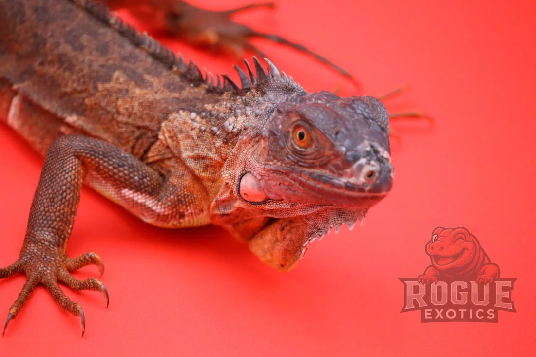 Red Iguana Reptile