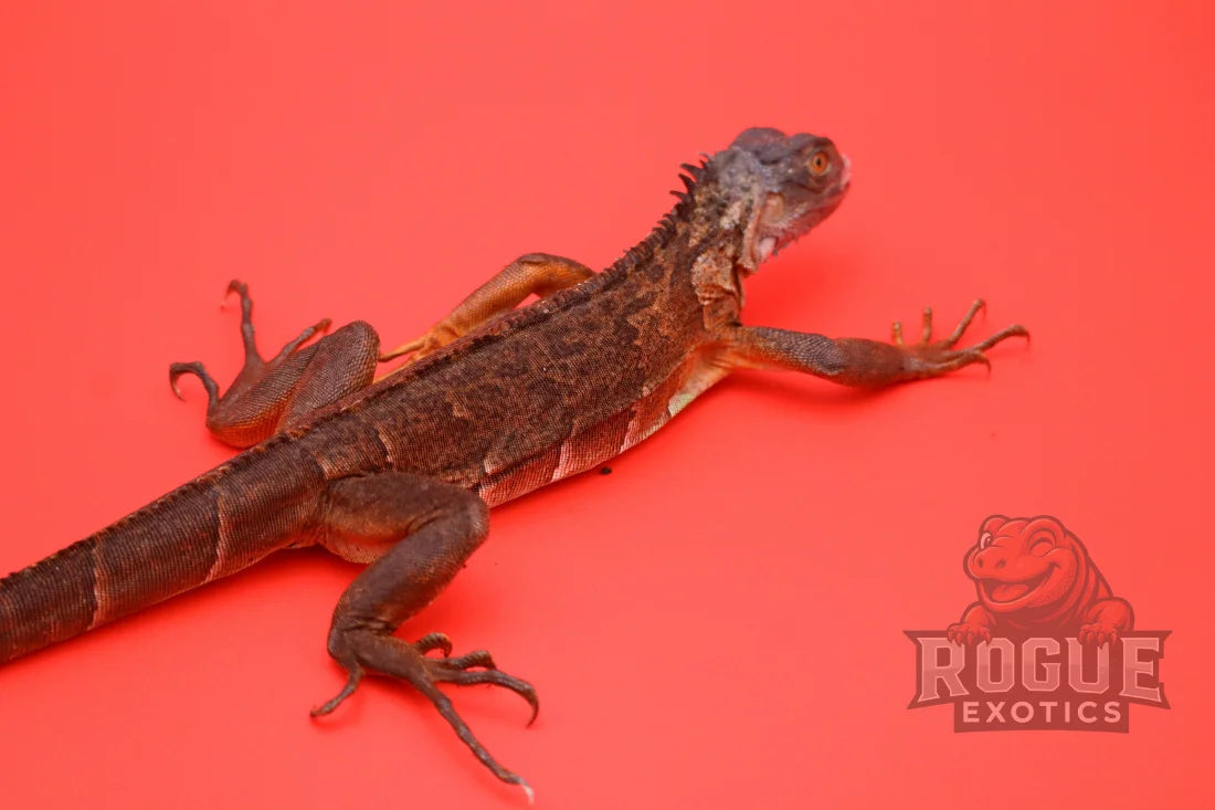 Red Iguana Reptile