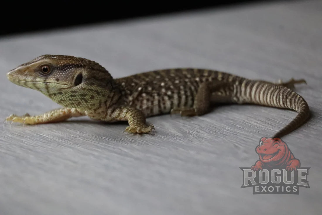 Savannah Monitor Reptile