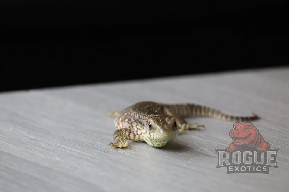 Savannah Monitor Reptile