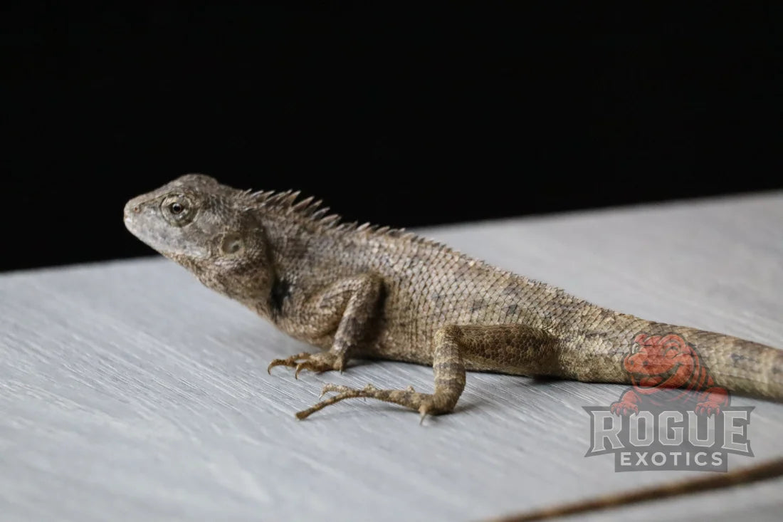 Vietnamese Tree Calotes Reptile