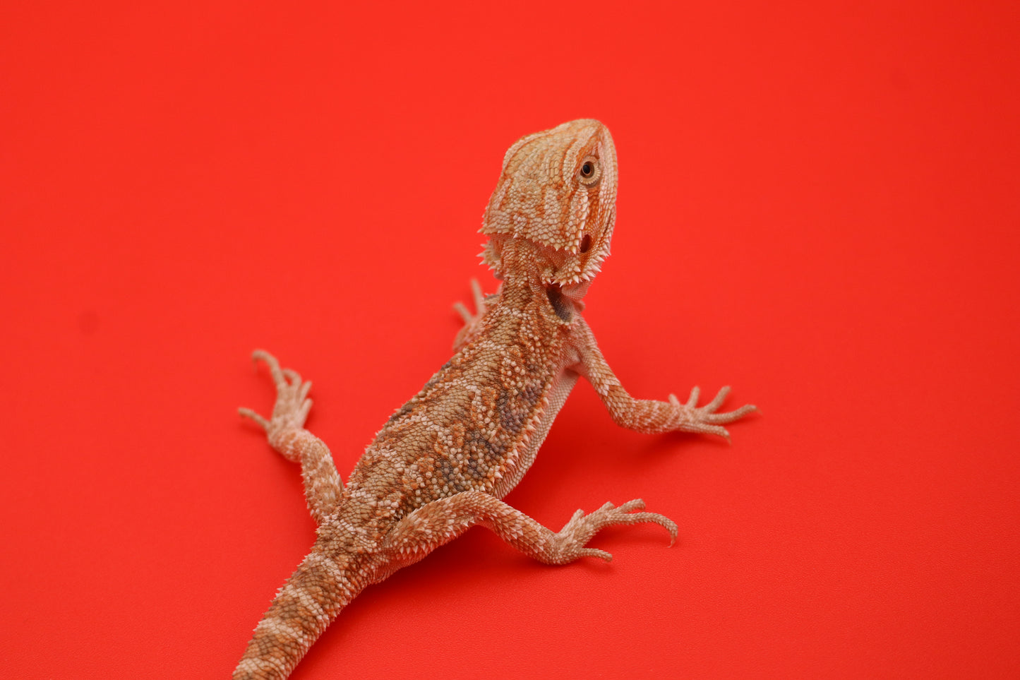 Citrus Baby Bearded Dragon