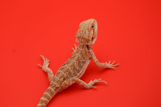 Citrus Baby Bearded Dragon