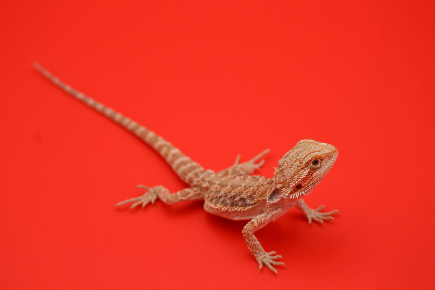 Citrus Baby Bearded Dragon