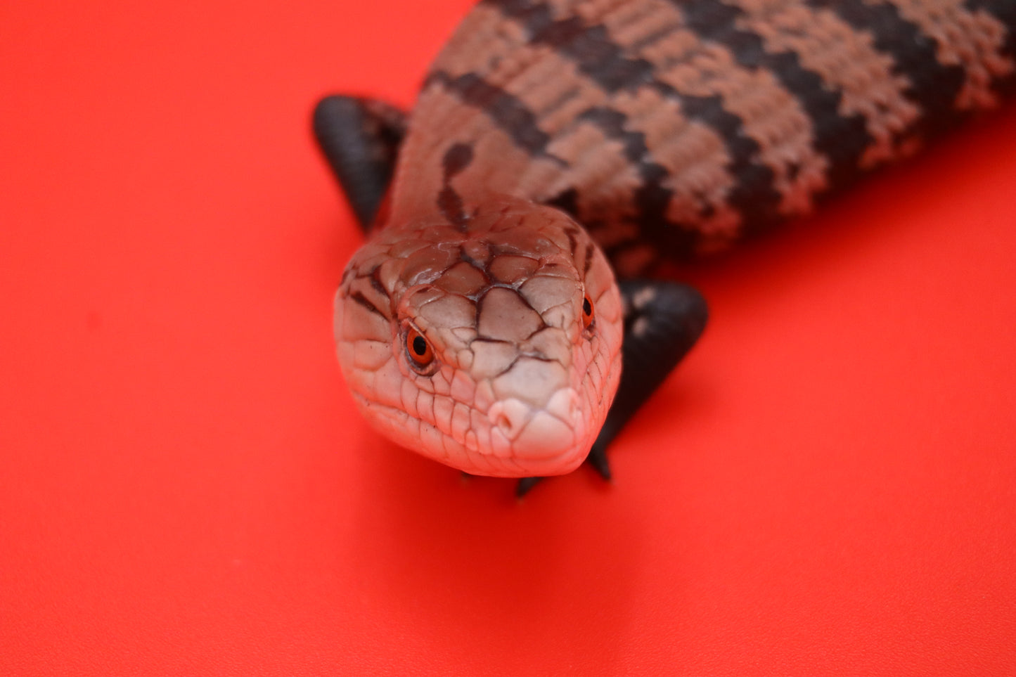 Baby Blue Tongue Skink