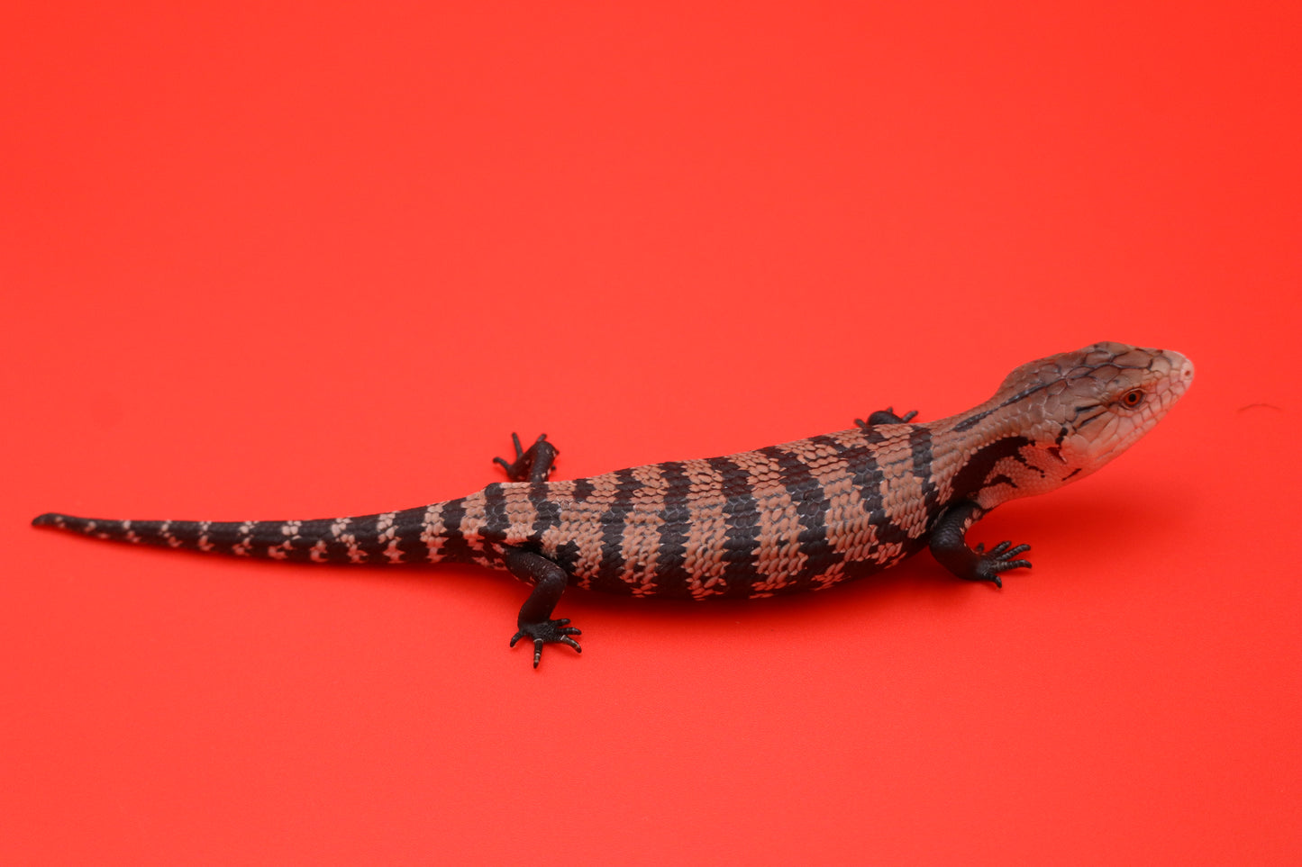 Baby Blue Tongue Skink