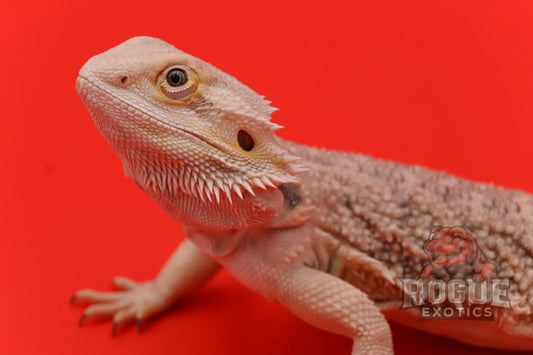 Adult Female Bearded Dragon Zero x Citrus Morph Reptile