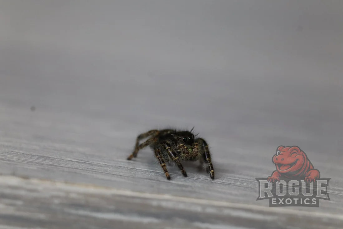 Bold Jumping Spider (Phidippus Audax)