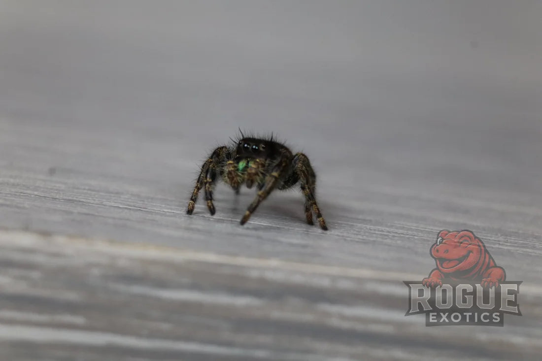 Bold Jumping Spider (Phidippus Audax)