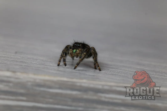 Bold Jumping Spider (Phidippus Audax)