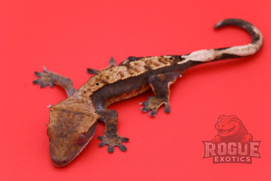 Crested Gecko Reptile