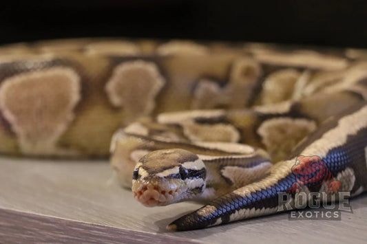 Fire Yellow Belly Ball Python