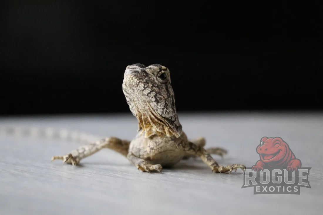 Frilled Dragon Reptile