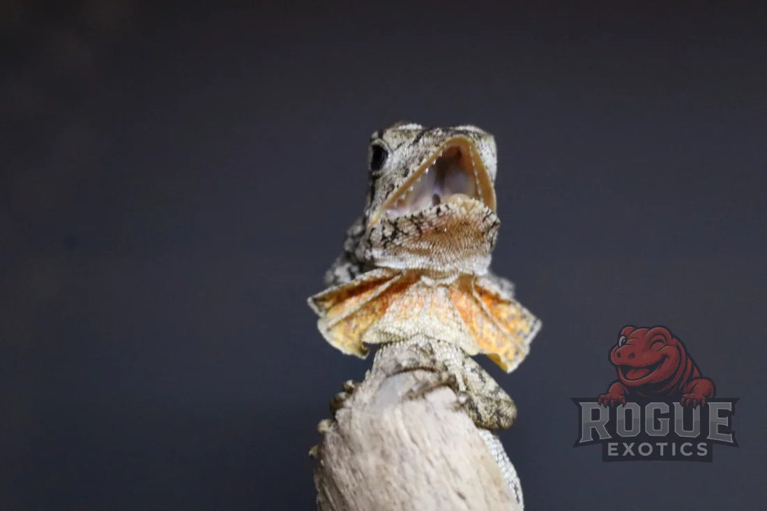 Frilled Dragon Reptile