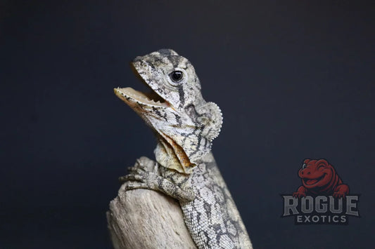 Frilled Dragon Reptile