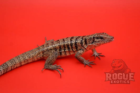 Golden Tegu (2 Years) Reptile