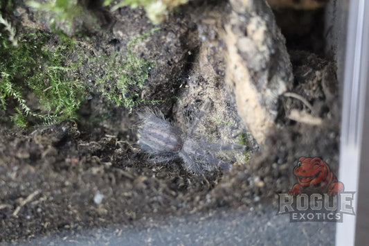 Gooty Sapphire Ornamental Tarantula Arachnid