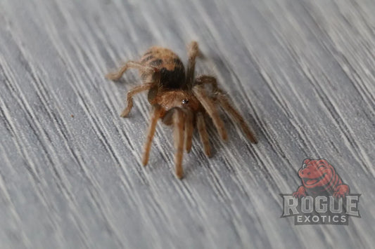 Guatemalan Tiger Rump Tarantula