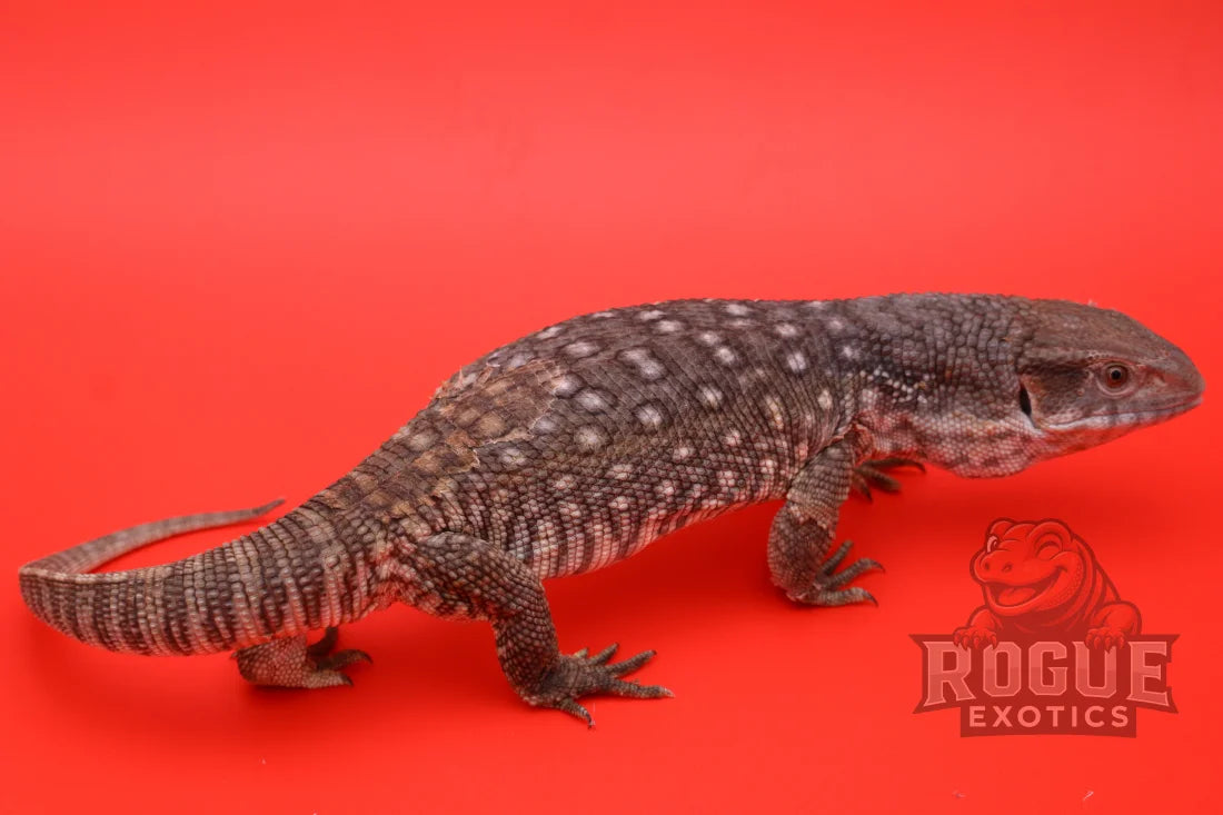 Juvenile Savannah Monitor Reptile