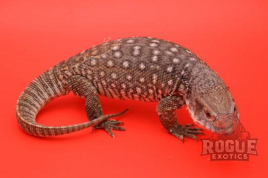 Juvenile Savannah Monitor Reptile