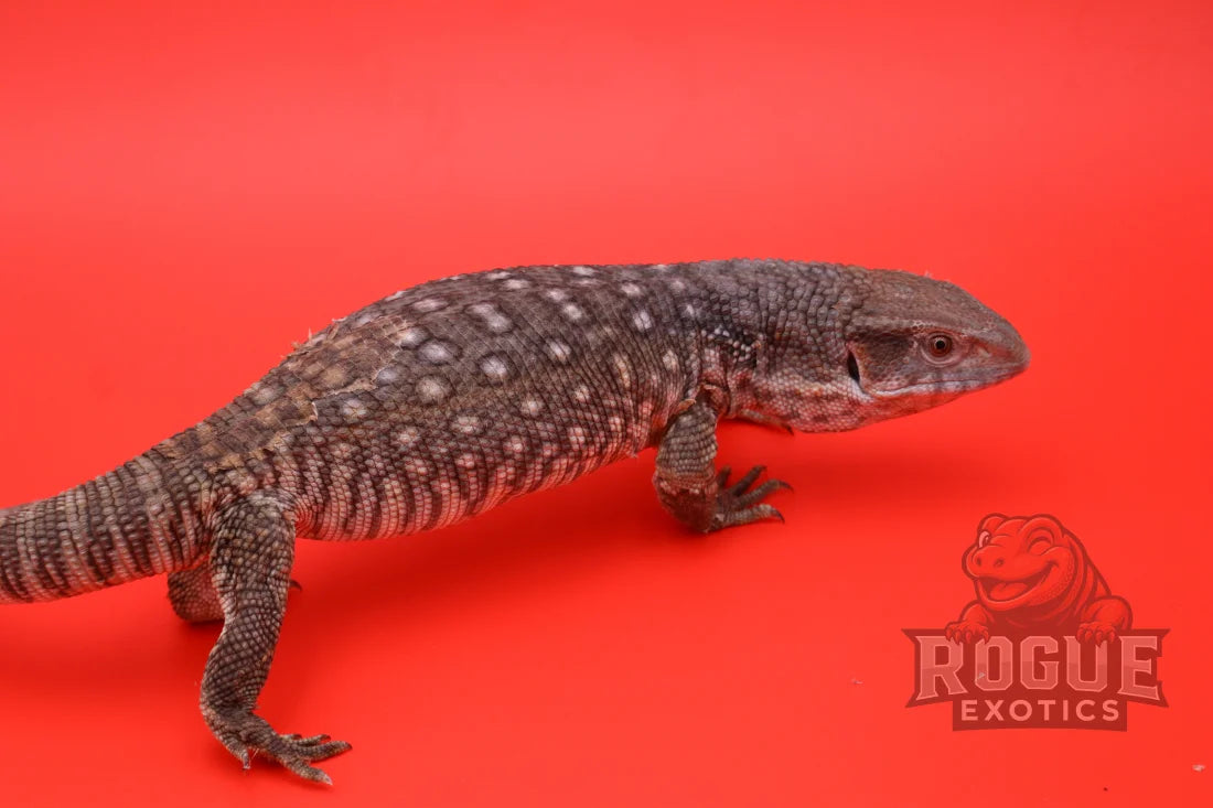 Juvenile Savannah Monitor Reptile